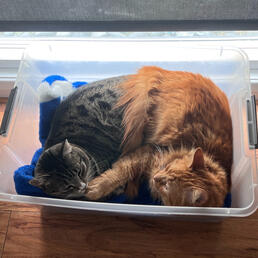 Two cats snuggling in a storage tub by a window